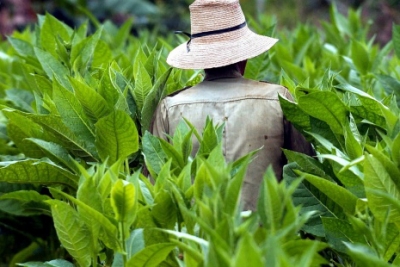 EE.UU.: Plantaciones de tabaco la explotación de niños en el primer mundo