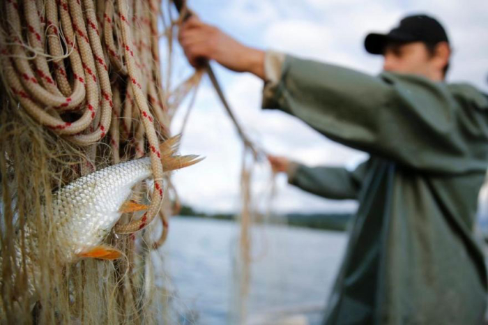 pesca