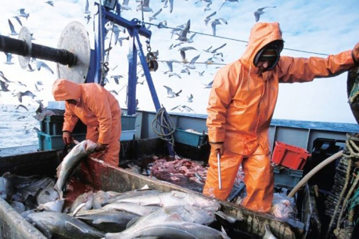 pesca