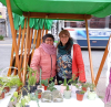proyectos
